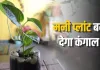 Money Plant Vastu: घर में मनी प्लांट रखने के बाद भी नहीं बढ़ रही बरकत? इन वास्तु मान्यताओं का रखें ध्यान