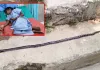 हॉस्टल में सो रही छात्राओं पर जहरीले सांप का हमला, 6 को डसा; 3 की मौत, 3 गंभीर, मचा हड़कंप 