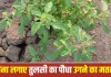 Tulsi Plant Religious Significance: घर में अपने आप उग आए तुलसी का पौधा क्या देता है संकेत? जानें धार्मिक मान्यता