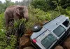 Surajpur Elephant Attack: सड़क पर आया ‘कबरा-काना’, कार को कई बार पलटा; तमोर पिंगला में हाथी की दहशत से ग्रामीण परेशान