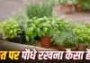 Plants on Terrace Vastu: छत पर गमले रखने से पहले जान लें वास्तु के ये नियम, इन दिशाओं में पौधे रखना माना जाता है बेहतर
