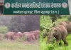 CG News: सूरजपुर में 12 हाथियों का डेरा, खेतों में फसलें बर्बाद होने से किसान परेशान; वन विभाग ने जारी किया अलर्ट