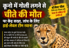 कूनो नेशनल पार्क में चीते की मौत से मचा हड़कंप, केंद्र ने शुरू कराई उच्चस्तरीय जांच
