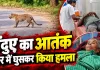 Dhamtari Leopard Attack: धमतरी में तेंदुए का खौफ! घर के अंदर घुसकर तीन लोगों को किया घायल, ग्रामीणों में डर का माहौल