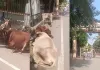 Raipur News: न्याय के लिए कलेक्ट्रेट पहुंचा पीड़ित, परिसर में मवेशी बांधकर जताया विरोध; भारतमाला मुआवजे का मामला