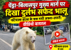 पेंड्रा-बिलासपुर मुख्य मार्ग पर दिखा दुर्लभ सफेद भालू, पटियाला हाउस के पास मची अफरा-तफरी; वीडियो वायरल