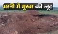 भरनी में मुरुम लूट , पेड़ों की कटाई पर वन विभाग का एक्शन मगर खनिज महकमा  अब भी मौन