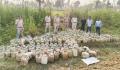 Bilaspur Crime News: अवैध शराब के खिलाफ पुलिस की बड़ी कार्रवाई, झाड़ियों में छिपा 6000 किलो महुआ लाहन जब्त