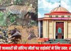 छत्तीसगढ़ हाईकोर्ट ने जंगली जानवरों की संदिग्ध मौतों पर जताई गंभीरता, PCCF से मांगा हलफनामा 