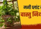 मनी प्लांट लगाने पर नहीं मिल रहा लाभ, तो इसके पीछे हो सकती हैं आपकी ये गलतियां