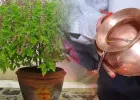 Tulsi Puja Niyam: इन 3 विशेष अवसरों पर पर न चढ़ाएं तुलसी को जल, वरना छिन जाएगी घर की सुख-शांति!