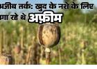 रायगढ़ में अफीम की खेती: तस्करों का अजीब तर्क- 'खुद के नशे के लिए उगा रहे थे'; पत्थलगांव के व्यापारी से खरीदे बीज, हफ्तेभर में दूसरा मामला