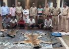 Tiger Poaching Case: 3 साल के युवा बाघ की दर्दनाक मौत, सिस्टम पर उठे सवाल, वन अधिकारी निकला शिकारी गिरोह का सदस्य, 9 आरोपी गिरफ्तार