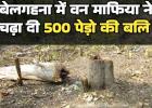 बिलासपुर में वन माफिया का आतंक बेलगहना में 500 पेड़ काटे तखतपुर में 22 एकड़ जंगल घेरा अफसर गहरी नींद में