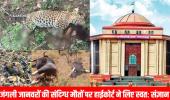 छत्तीसगढ़ हाईकोर्ट ने जंगली जानवरों की संदिग्ध मौतों पर जताई गंभीरता, PCCF से मांगा हलफनामा 