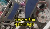 स्वास्थ्य विभाग की खुली पोल: ICU में मरीजों के बीच चूहों का धमाल