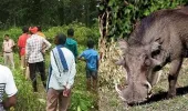 CG NEWS:  रायगढ़ में जंगली सुअर के शिकार के लिए लगे अवैध करंट तार से दो ग्रामीणों की मौत, 5 गिरफ्तार 
