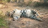 वन्यजीवों के लिए खतरे की घंटी: बाघ की संदिग्ध मौत, जांच जारी 