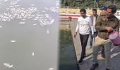 CG News: तालाब में मछलियों की अचानक मौत, ऑक्सीजन की कमी या फंगस ने दी खतरे की घंटी, बचाव अभियान जारी