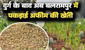 दुर्ग के बाद अब बलरामपुर में अफीम की खेती का खुलासा, 5 एकड़ में लहलहा रही थी नशीली फसल