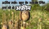 रायगढ़ में अफीम की खेती: तस्करों का अजीब तर्क- 'खुद के नशे के लिए उगा रहे थे'; पत्थलगांव के व्यापारी से खरीदे बीज, हफ्तेभर में दूसरा मामला