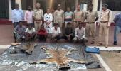 Tiger Poaching Case: 3 साल के युवा बाघ की दर्दनाक मौत, सिस्टम पर उठे सवाल, वन अधिकारी निकला शिकारी गिरोह का सदस्य, 9 आरोपी गिरफ्तार