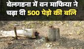 बिलासपुर में वन माफिया का आतंक बेलगहना में 500 पेड़ काटे तखतपुर में 22 एकड़ जंगल घेरा अफसर गहरी नींद में