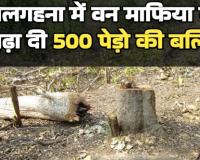 बिलासपुर में वन माफिया का आतंक बेलगहना में 500 पेड़ काटे तखतपुर में 22 एकड़ जंगल घेरा अफसर गहरी नींद में