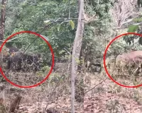 Ambikapur Elephant Alert: तीन अलग-अलग दिशाओं में घूम रहा 14 हाथियों का झुंड, लोगों की बढ़ी चिंता