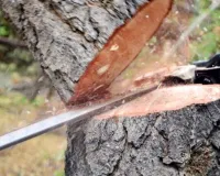 Vastu Tips: भूलकर भी न काटें ये पेड़, परिवार पर लग सकता है बड़ा दोष!