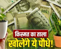 Vastu Plants For Home: चुंबक की तरह पैसे को खींचते हैं ये पौधे, घर में लगाते ही बरसने लगेगी मां लक्ष्मी की कृपा!