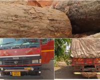 क्या कोंडागांव में तस्करों को संरक्षण? प्रतिबंधित लकड़ी से लदी गाड़ियों को बिना सत्यापन छोड़ा, SDO के आदेश पर बवाल