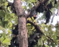 बलरामपुर में गर्मी का कहर! सैकड़ों चमगादड़ों की मौत के बाद हरकत में आया प्रशासन