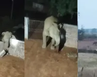 Mainpat Elephant: मैनपाट में 14 हाथियों का हमला, घर तोड़े-फसलें रौंदी, दहशत में रातभर जाग रहे ग्रामीण