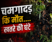 प्रकृति का रेड अलर्ट बेजुबानों की मौत से नहीं जागी सरकार तो अगला नंबर इंसानों का होगा