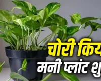Money Plant Vastu: क्या पड़ोसी या रिश्तेदार के घर से चुराया मनी प्लांट होता है शुभ?
