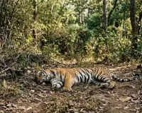 उत्तराखंड में बाघों और गुलदारों पर मंडरा रहा खतरनाक वायरस का खतरा, वन विभाग ने जारी किया हाई अलर्ट