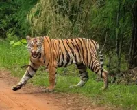 चंद्रपुर में ‘आदमखोर’ का खौफ: तेंदू पत्ता तोड़ने गई 4 महिलाओं को बाघ ने बनाया शिकार, मौत 