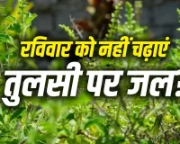 Tulsi Puja Rules: रविवार को भूलकर भी तुलसी जी पर न चढ़ाएं जल, वरना बढ़ सकती है घर की कलह