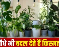 Vastu Tips For Plants: गलत जगह रखे पौधे भी बिगाड़ सकते हैं घर का माहौल, जानें सही दिशा और वास्तु नियम