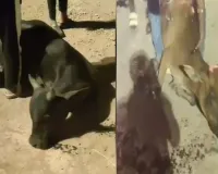 सफाई में कथित लापरवाही पड़ी भारी! रेलवे परिसर में बिखरी यूरिया से तीन गौवंशों की मौत, लोगों में आक्रोश...