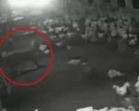 धमतरी में पोल्ट्री फार्म पर तेंदुए का हमला, 10 मुर्गियों का किया शिकार, CCTV में कैद हुई पूरी घटना