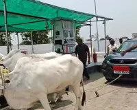 डीजल के लिए भटक रहे किसान, बढ़ती कीमतों से त्रस्त जनता: बैलों से खिंचवाई कार, पलारी में कांग्रेस का अनोखा प्रदर्शन चर्चा में