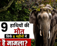 रायगढ़ वन मंडल में हाथी सुरक्षा के नाम पर बड़ा खेल करोड़ों खर्च फिर भी छह महीने में नौ मौतें