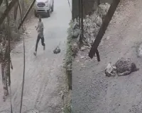 पालघर में महिला कर्मचारी पर दरांती से खौफनाक हमला! CCTV में कैद हुई वारदात, आरोपी चपरासी फरार