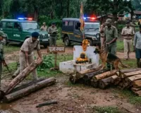 पुष्पा स्टाइल में सागौन तस्करी का खेल! तालाब, नदी और पूजा स्थल में छिपाई लकड़ी, स्निफर डॉग ने खोला राज
