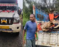 सरगुजा में गौ तस्करी का बड़ा खुलासा: 48 घंटे में दो वाहन जब्त, 11 गौवंश बरामद; दो की दर्दनाक मौत