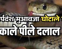 सर्पदंश मुआवजा घोटाला: काले-पीले दलालों की भूमिका अहम, कोटा की बजाय रतनपुर में हुए फर्जी पोस्टमार्टम ....