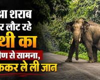 महुआ शराब पीकर लौट रहे हाथी का ग्रामीण से सामना, पटककर ले ली जान 