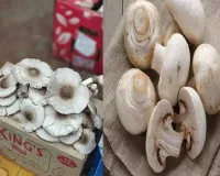 Chhattisgarh News: देशी मशरूम खाने से एक ही परिवार के 8 लोग बीमार, उल्टी-दस्त से बिगड़ी हालत; पड़ोसी भी फूड पॉइजनिंग की चपेट में